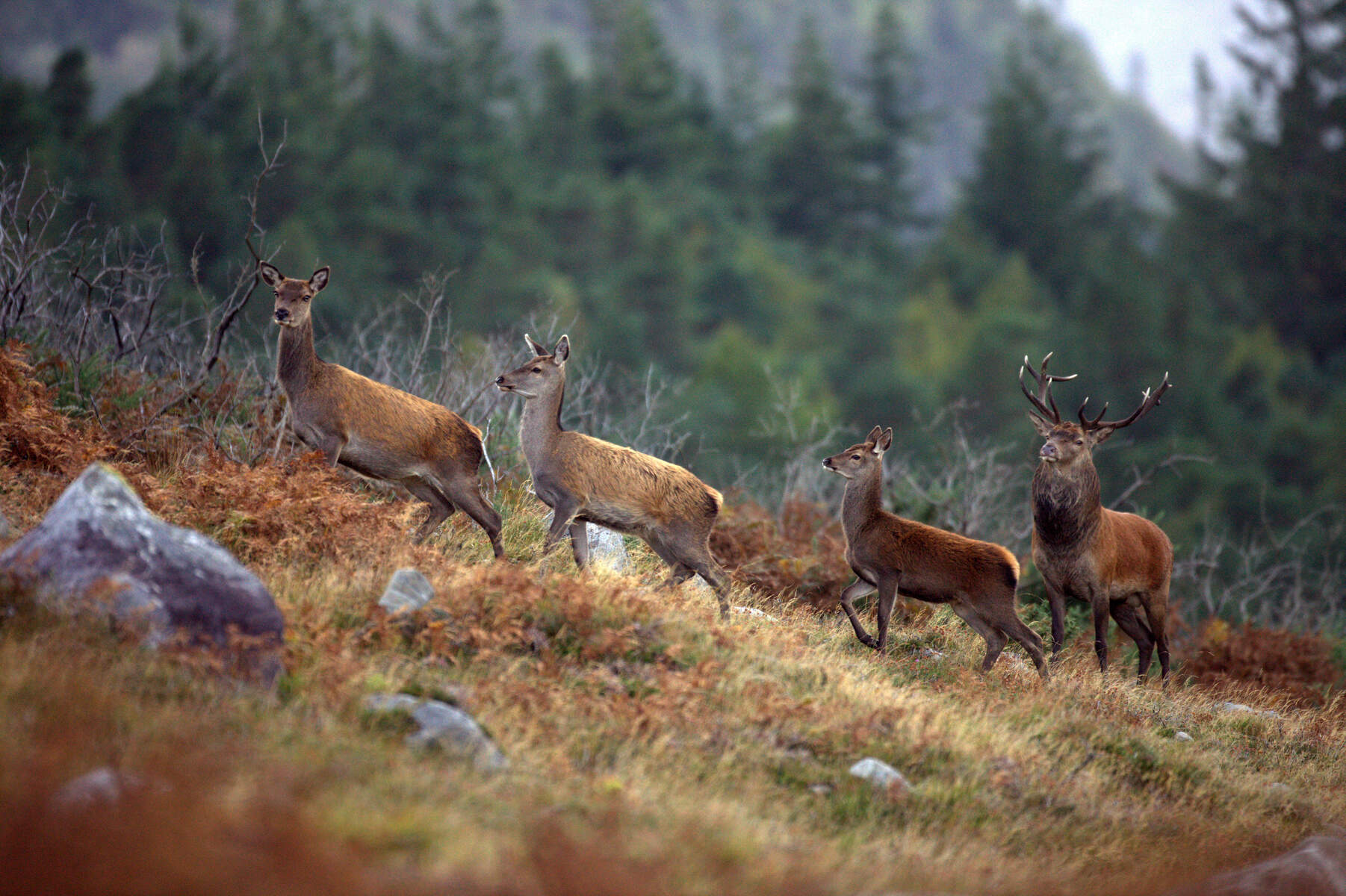 Des cerfs dans le Parc national de Killarney